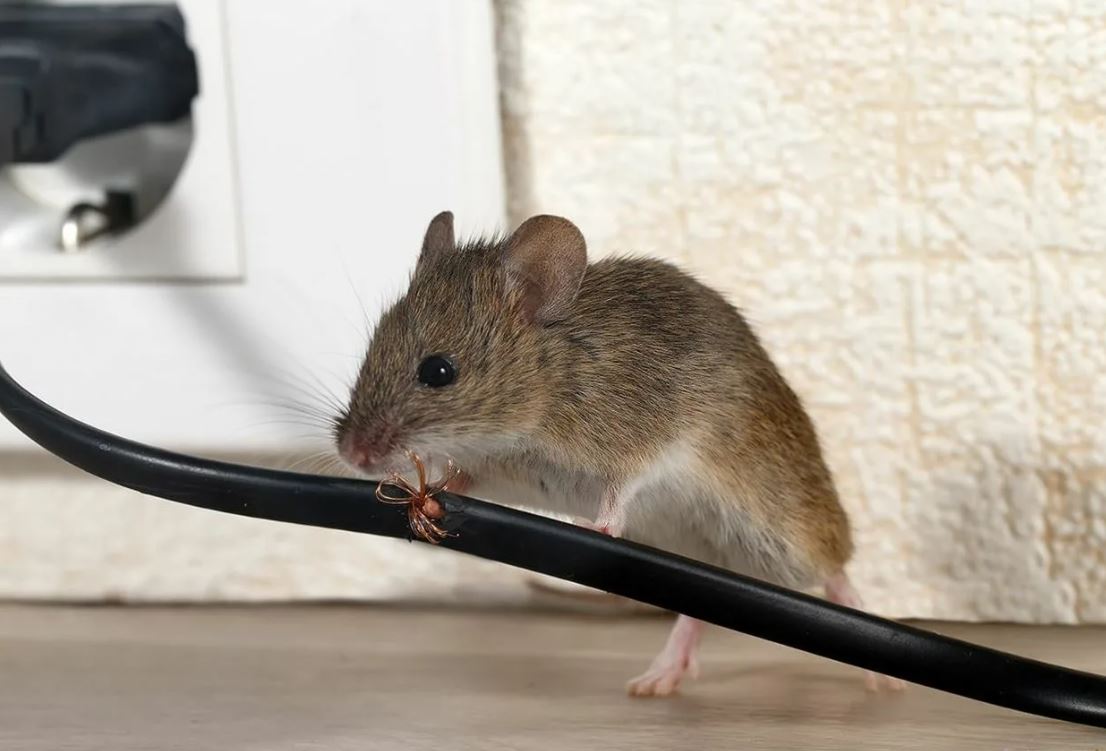 Почему появляются мыши. Мышь. Домовая мышь. Мыши в доме. Мышь в розетке.